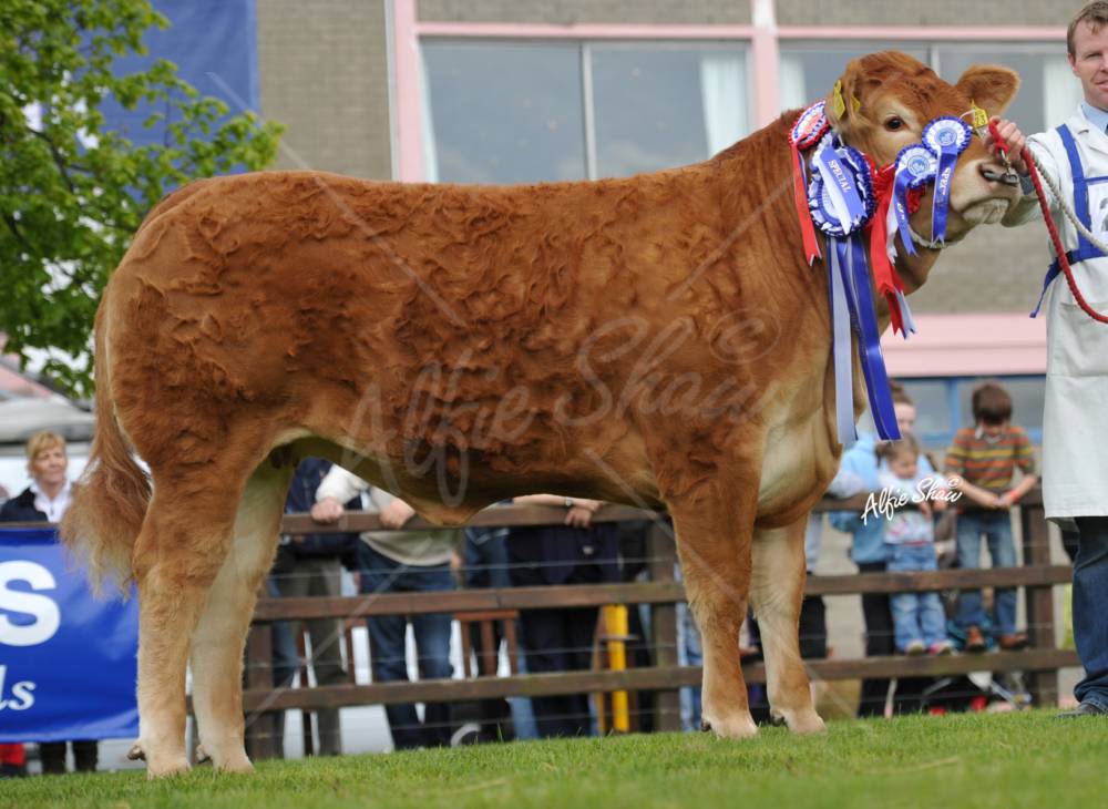 Interbreed and Overall Limousin Champion Milbrook Ginger Spice